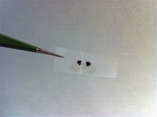 氧化石墨烯（美國）